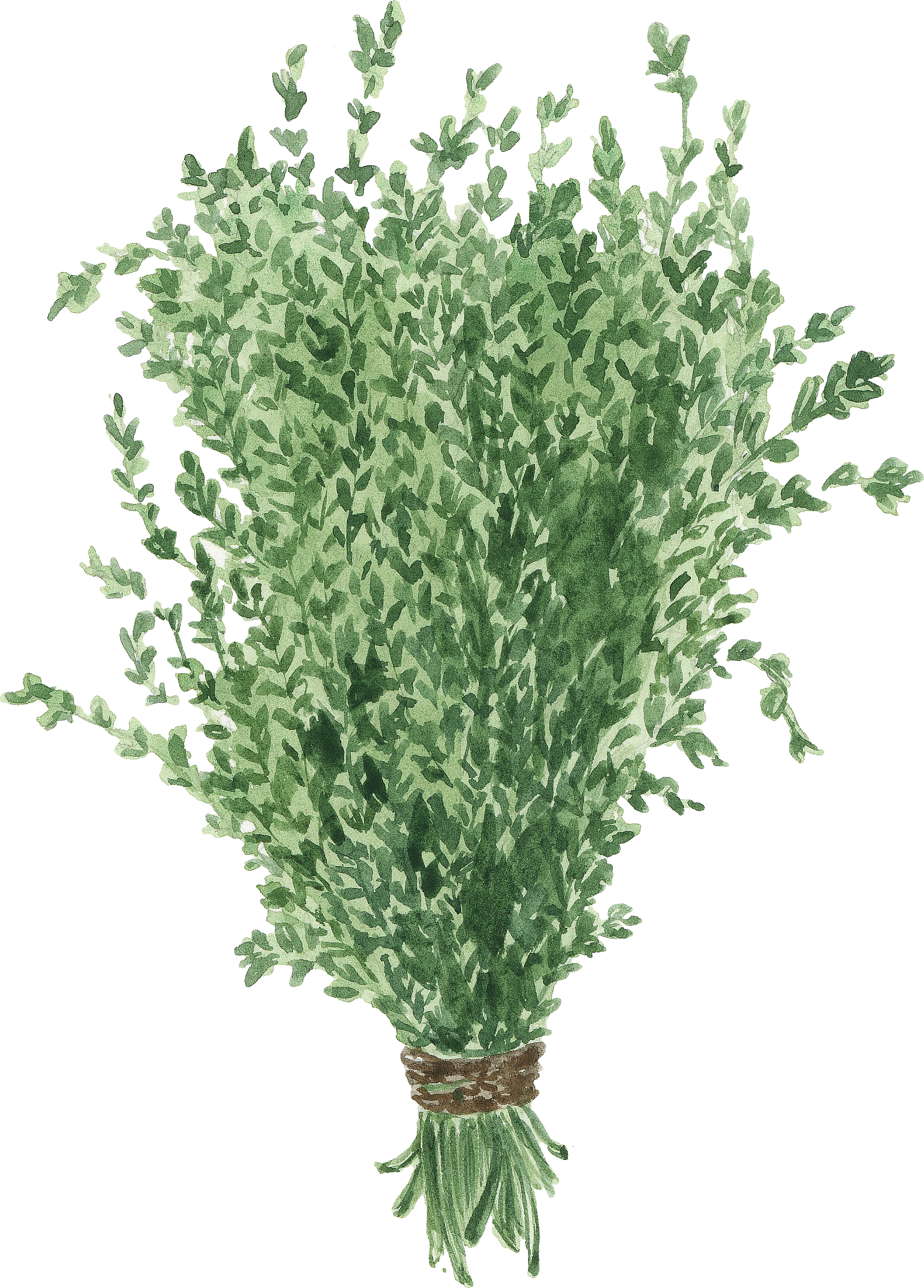 Cilantro